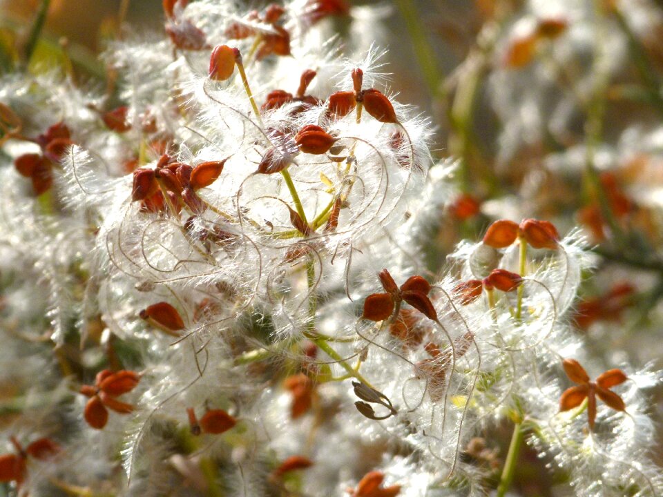 Cotton seeds dry flower