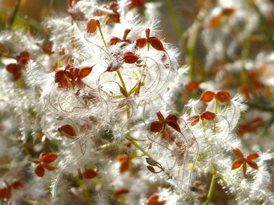Cotton seeds dry flower