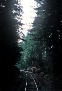 Through the redwoods on NWP Train 3, the Redwood, near Scotia, CA on January 31, 1971 (32983000335)