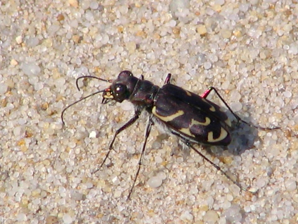 Tiger beetle (710672486)