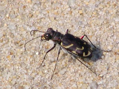 Tiger beetle (710672486)