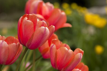 Garden tulip pink photo