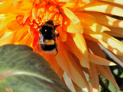 Flower plant insect