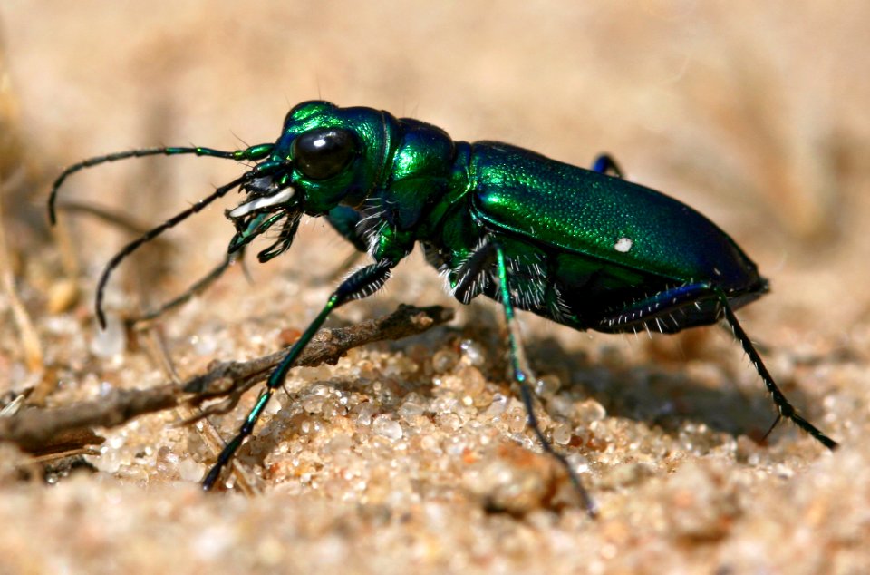 Today's Holocene Mass Extinction (4526176598)