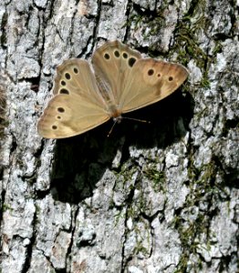 Today's Holocene Mass Extinction (4431252111)