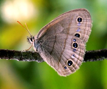 Today's Holocene Mass Extinction (4682302335)
