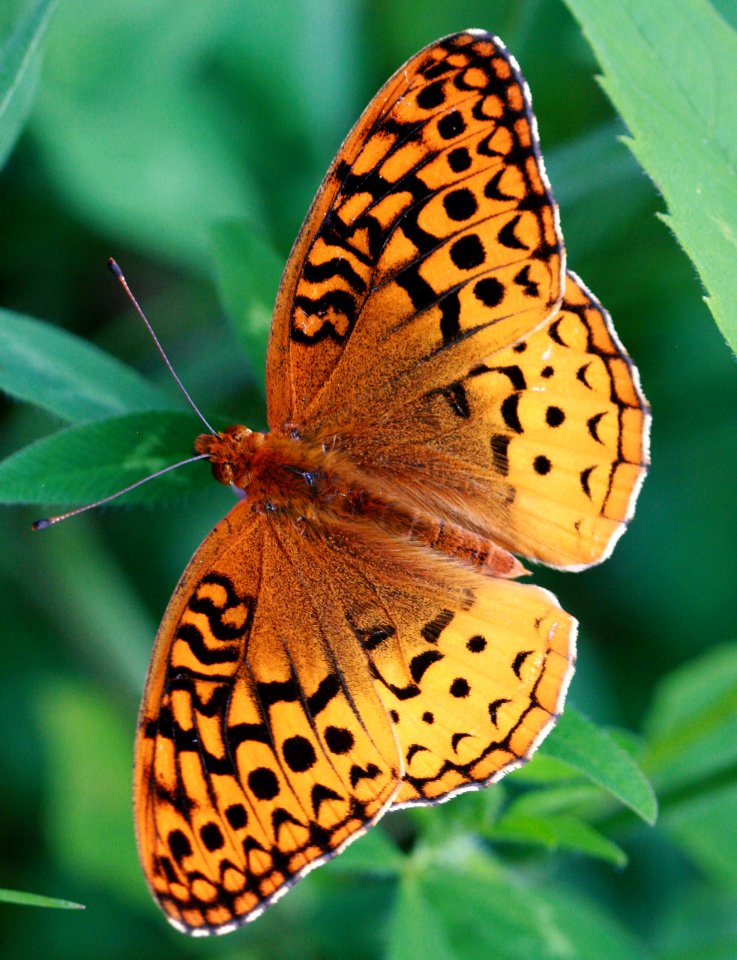 Today's Holocene Mass Extinction (4671780412)