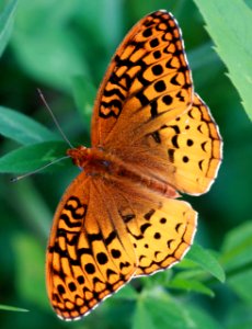 Today's Holocene Mass Extinction (4671780412)