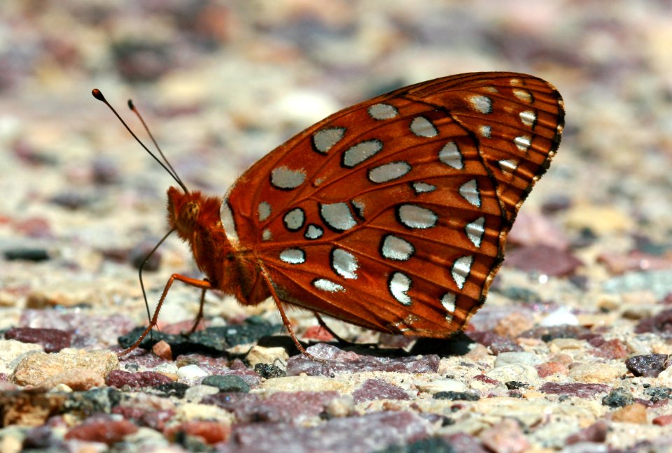 Today's Holocene Mass Extinction (4754749228)