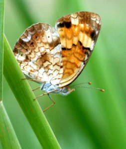 Today's Holocene Mass Extinction (4852482267)