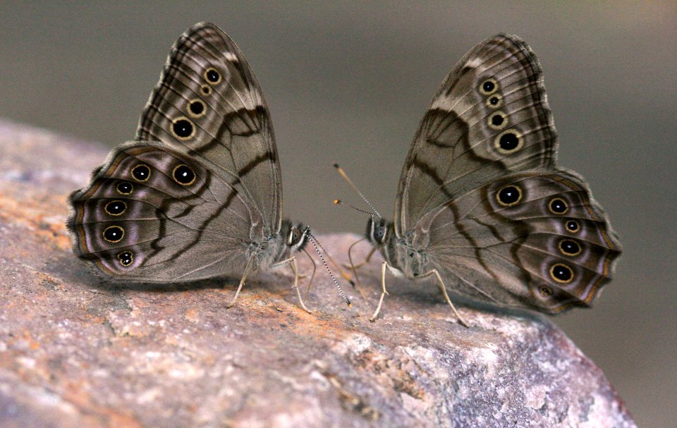 Today's Holocene Mass Extinction (4754749874)