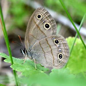 Today's Holocene Mass Extinction (4638350213)