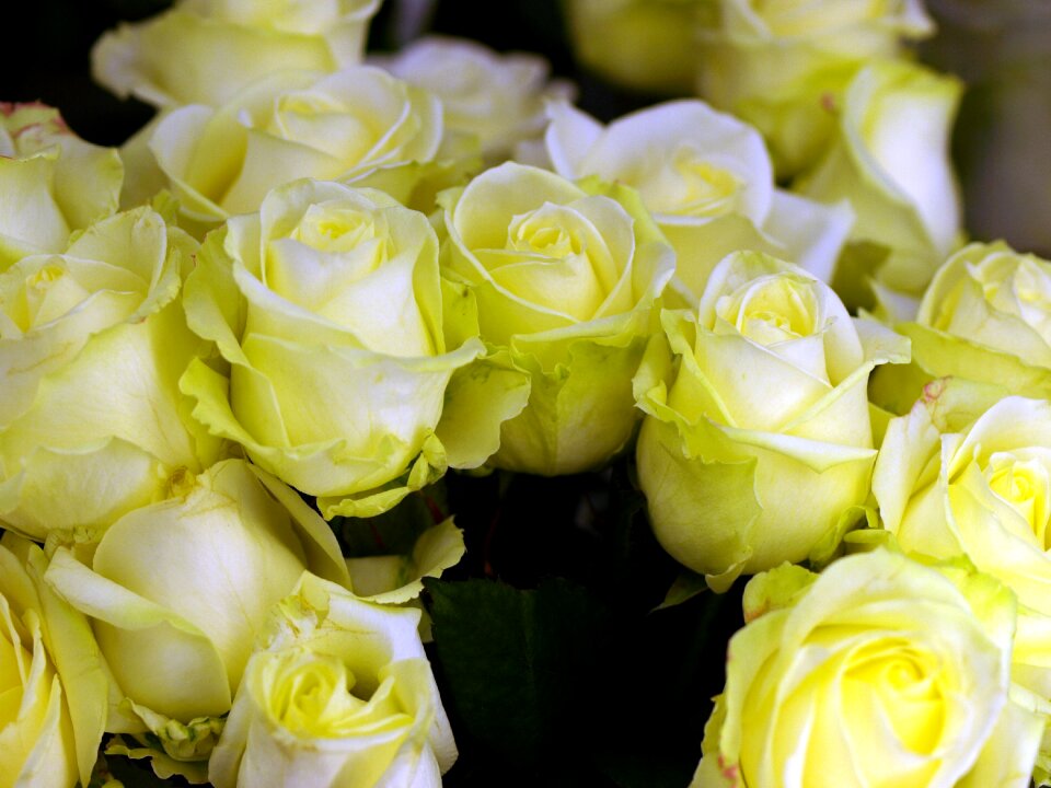 Rose romance bouquet