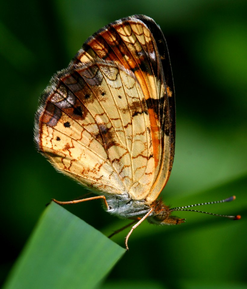 Today's Holocene Mass Extinction (4878824353)