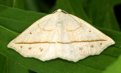 Today's Holocene Mass Extinction (5904959248)