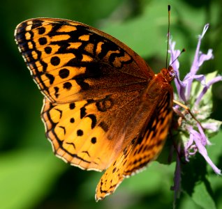 Today's Holocene Mass Extinction (5153935041)