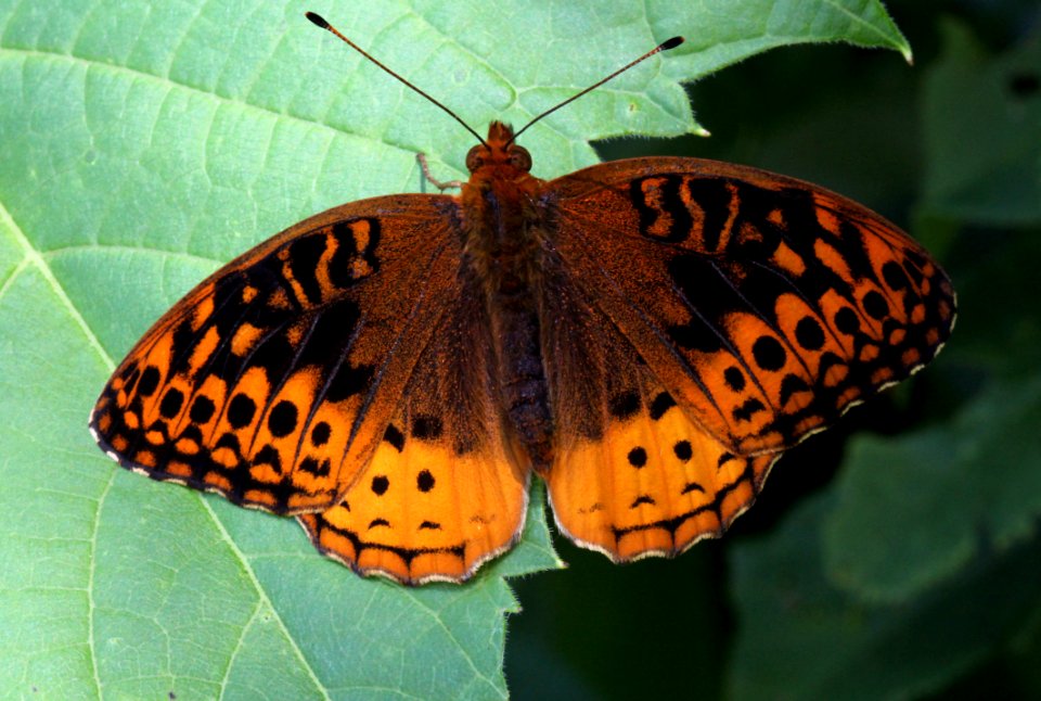 Today's Holocene Mass Extinction (5916532715)