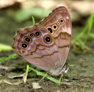 Today's Holocene Mass Extinction (5912234060)