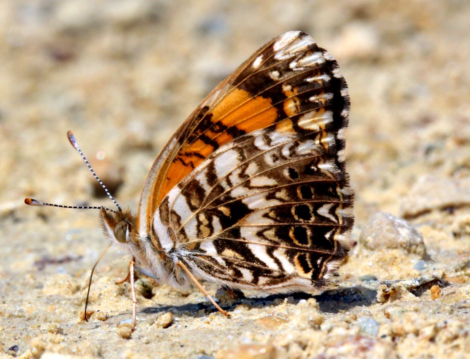 Today's Holocene Mass Extinction (6001129001)