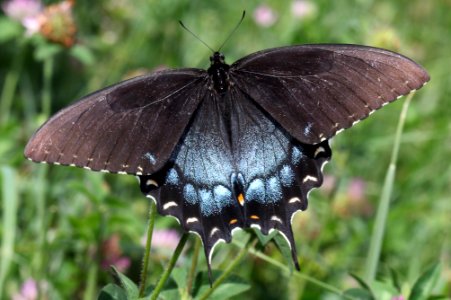 Today's Holocene Mass Extinction (6065801956)