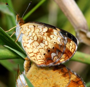 Today's Holocene Mass Extinction (6039970624)