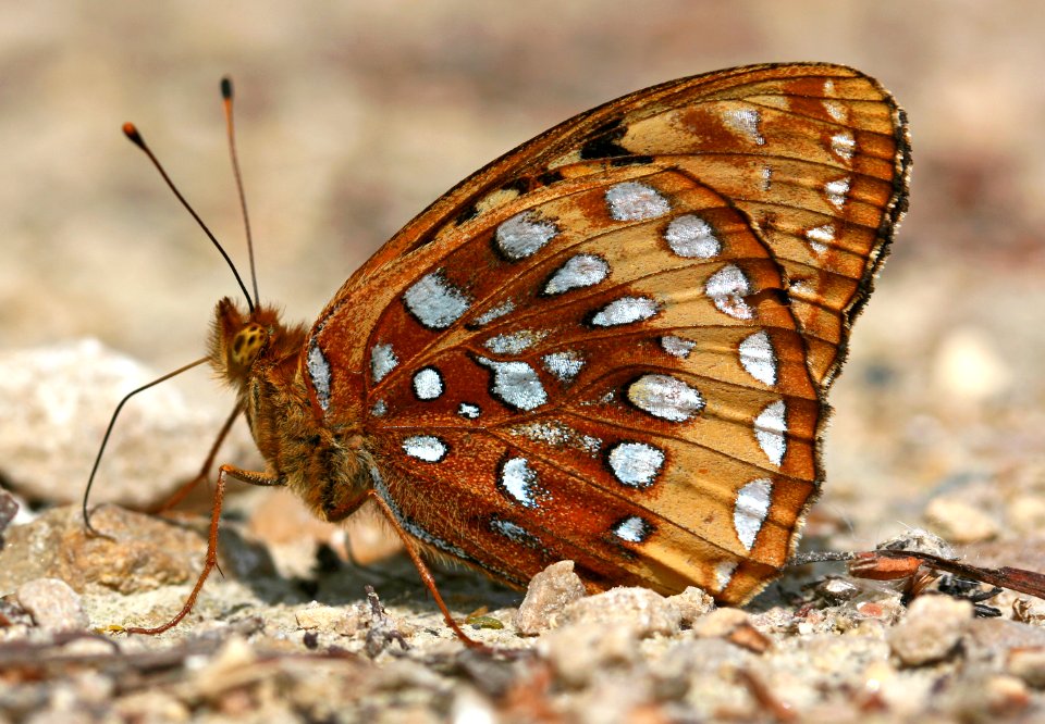 Today's Holocene Mass Extinction (6164572458)