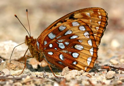 Today's Holocene Mass Extinction (6164572458)