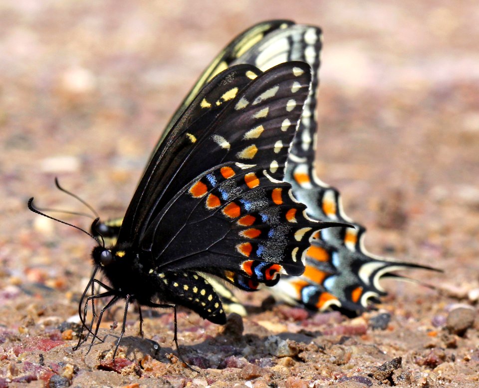 Today's holocene Mass Extinction (6137950621)