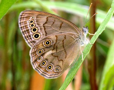 Today's Holocene Mass Extinction (5904966940)
