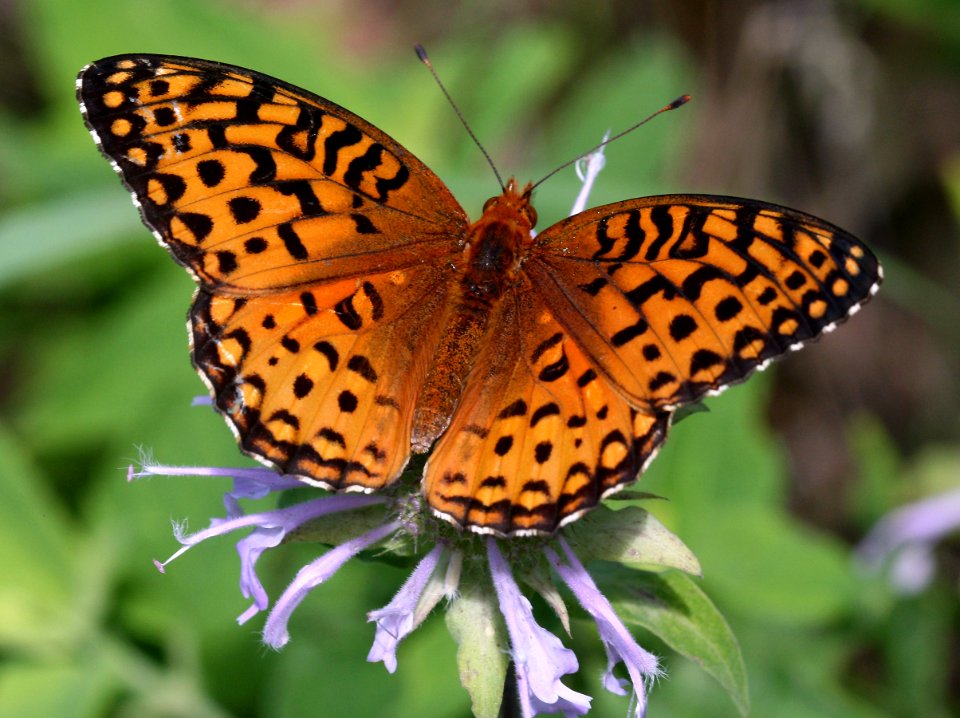 Today's Holocene Mass Extinction (6168247372)