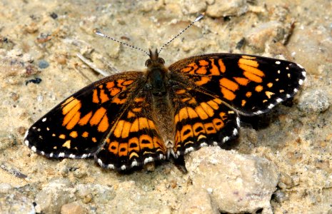 Today's Holocene Mass Extinction (5977277725)