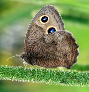 Today's Holocene Mass Extinction - Fight It (4778490458)