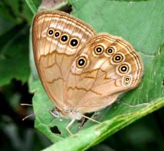 Today's Holocene Mass Extinction (6318083401)