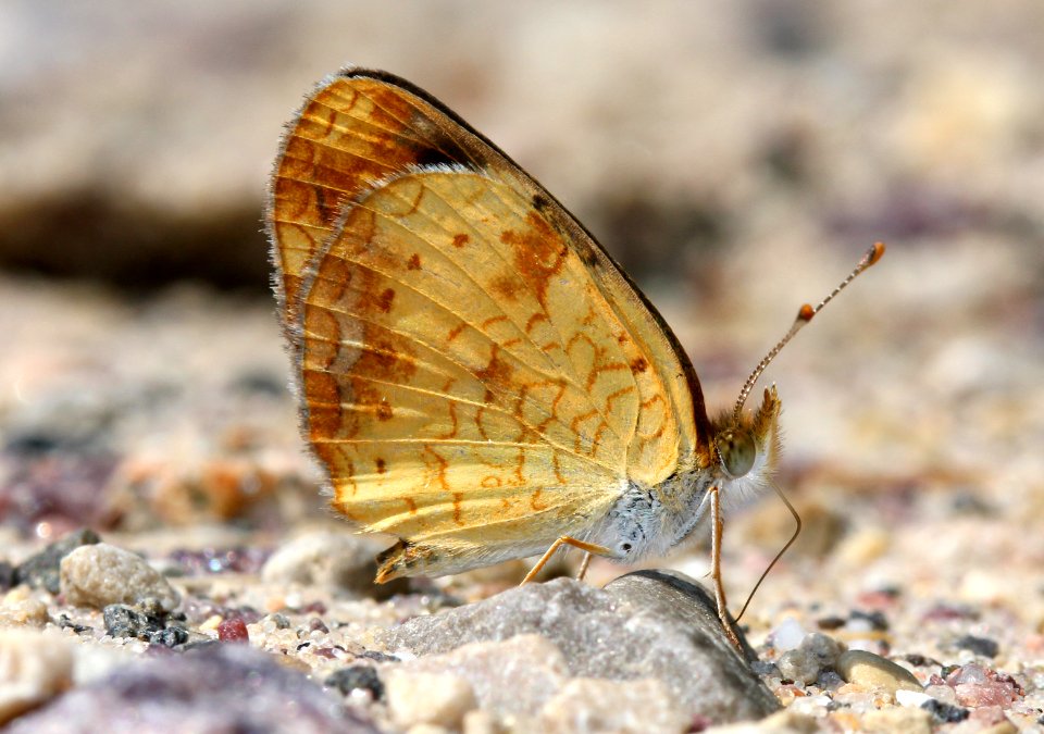 Today's Holocene Mass Extinction (6123179857)