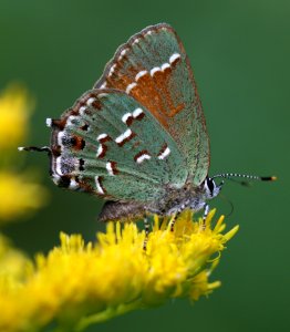 Today's Mass Extinction (4128083626)