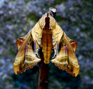 Today's Mass Extinction - Biological Annihilation and Holocene-Anthropocene Thermal Maximum (37674486036)