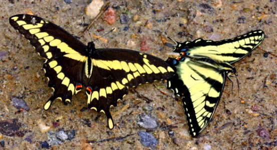 Today's Mass Extinction an dHolocene-Anthropocene Mass Extinction (9074499647)