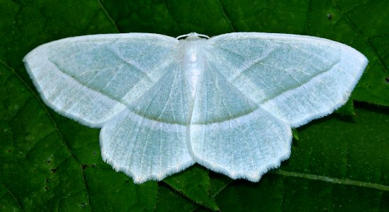 Today's Mass Extinction and Holocene-Anthropocene Thermal Maximum (14510579152)