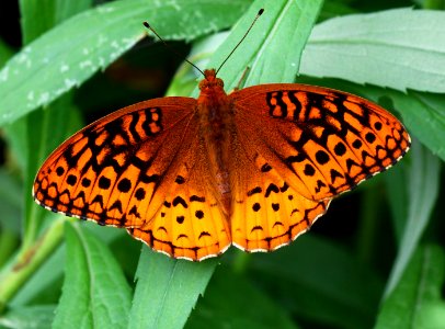 Today's Mass Extinction and Holocene-Anthropocene Thermal Maximum (14546757213)
