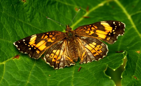 Today's Mass Extinction and Holocene-Anthropocene Thermal Maximum (14541352246)