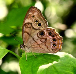 Today's Mass Extinction and Holocene-Anthropocene Thermal Maximum (14456800310)
