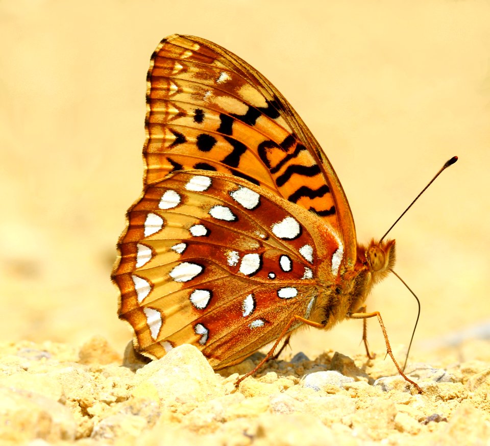 Today's Mass Extinction and Holocene-Anthropocene Thermal Maximum (14615771226)