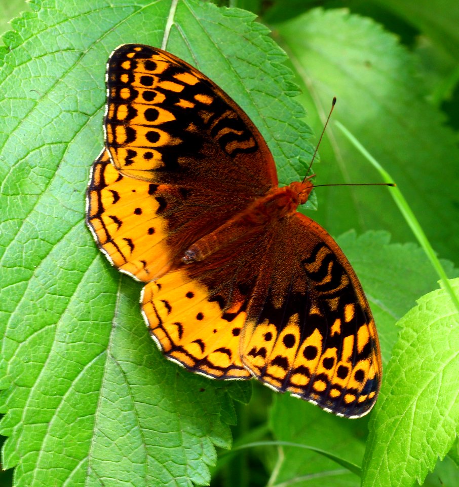 Today's Mass Extinction and Holocene-Anthropocene Thermal Maximum (14521036030)