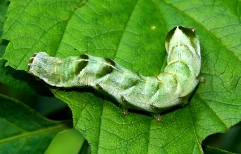 Today's Mass Extinction and Holocene-Anthropocene Thermal Maximum (14606739467)