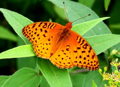 Today's Mass Extinction and Holocene-Anthropocene Thermal Maximum (14640211731)