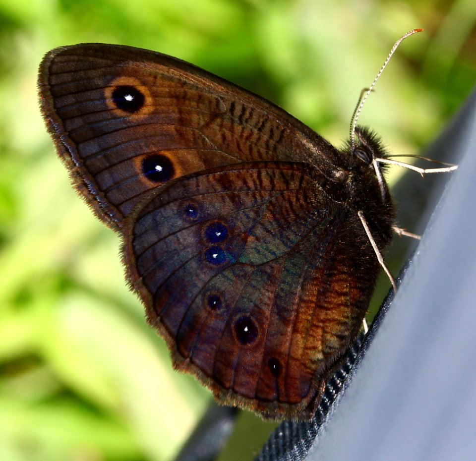 Today's Mass Extinction and Holocene-Anthropocene Thermal Maximum (14657202259)