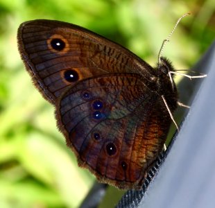 Today's Mass Extinction and Holocene-Anthropocene Thermal Maximum (14657202259)