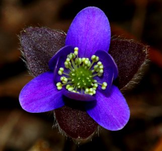 Today's Mass Extinction and Holocene-Anthropocene Thermal Maximum (12223674303)