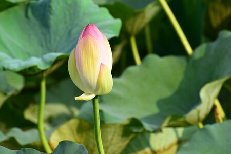 Leaf plant nature