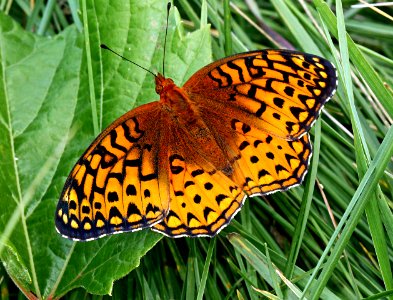 Today's Mass Extinction and Holocene-Anthropocene Thermal Maximum (14640222941)